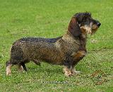 Dachshund 9J063D-06